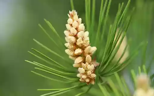 young pine cones from Chrome web store to be run with OffiDocs Chromium online young pine cones from Chrome web store to be run with OffiDocs Chromium online