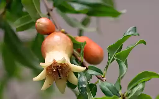 Young pomegranate buds and fruits  from Chrome web store to be run with OffiDocs Chromium online