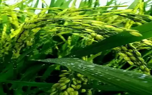 Young rice plant wallpaper  from Chrome web store to be run with OffiDocs Chromium online
