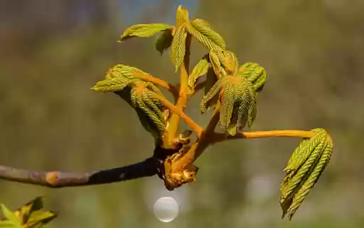 Young shoots in the sun  from Chrome web store to be run with OffiDocs Chromium online