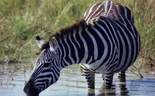 Zebra and big belly  from Chrome web store to be run with OffiDocs Chromium online