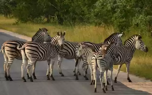 Zebra: The Striped Beauty of the Savannah  from Chrome web store to be run with OffiDocs Chromium online