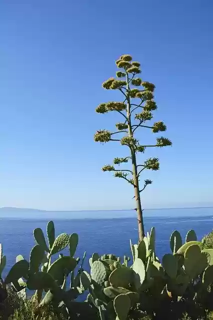 Free download Sea Aloe Plants -  free photo or picture to be edited with GIMP online image editor