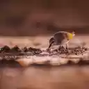 Sea bird  screen for extension Chrome web store in OffiDocs Chromium