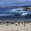 Seabirds  screen for extension Chrome web store in OffiDocs Chromium