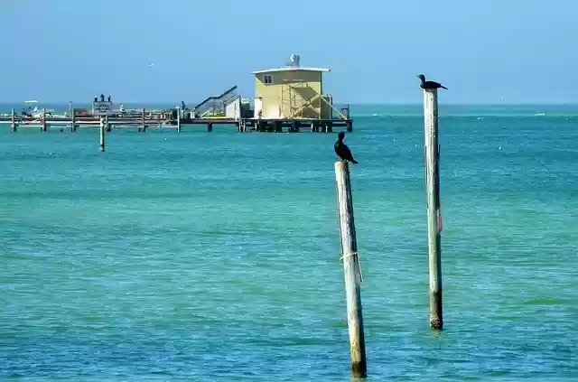 Free download Sea Birds Pontoon -  free photo or picture to be edited with GIMP online image editor