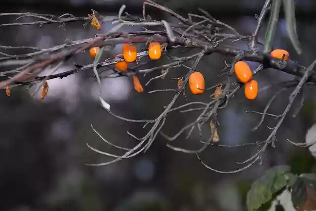 Free download Sea-Buckthorn Branch Nature -  free free photo or picture to be edited with GIMP online image editor
