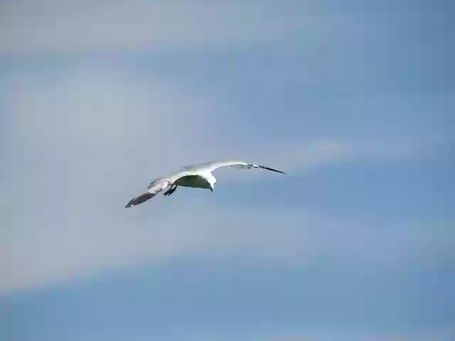 Free download Seagal Flying Sky -  free photo or picture to be edited with GIMP online image editor