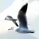 Seagull 1  screen for extension Chrome web store in OffiDocs Chromium