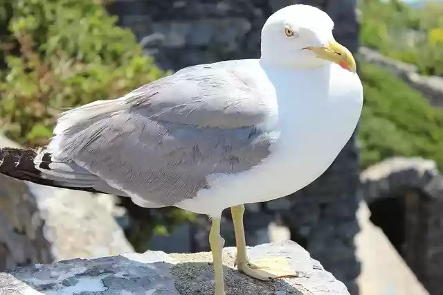 Template Photo Seagull Animal Bird for OffiDocs
