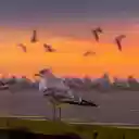 Seagull at Dusk  screen for extension Chrome web store in OffiDocs Chromium