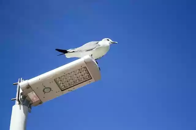 Free download Seagull Ave Animals free photo template to be edited with GIMP online image editor