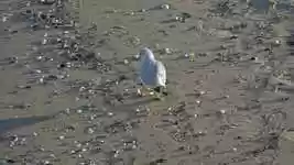 Free download Seagull Beach Bird -  free photo or picture to be edited with GIMP online image editor