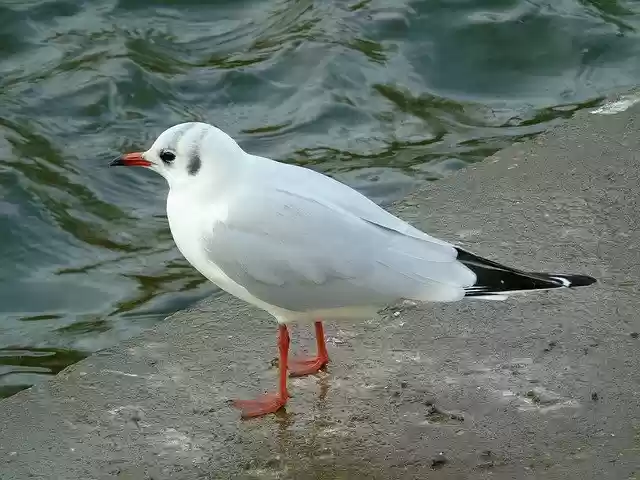 Free download Seagull Bird -  free photo or picture to be edited with GIMP online image editor
