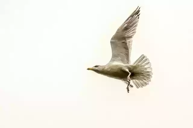ดาวน์โหลดเทมเพลตภาพถ่ายฟรี Seagull Bird Animal เพื่อแก้ไขด้วยโปรแกรมแก้ไขรูปภาพออนไลน์ GIMP