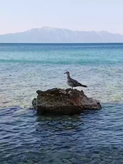 Free download Seagull Bird Beach -  free photo or picture to be edited with GIMP online image editor