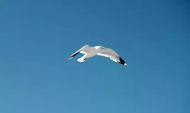 Free download Seagull Bird Blue Sky -  free photo or picture to be edited with GIMP online image editor