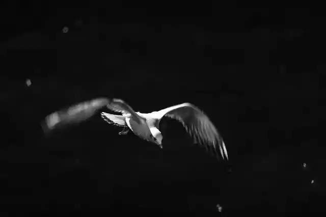 Free download Seagull Bird Bosphorus free photo template to be edited with GIMP online image editor