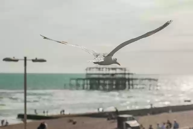 Free download seagull bird flying flight gull free picture to be edited with GIMP free online image editor