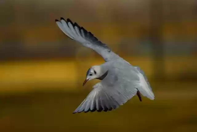 Free download seagull bird flying gull animal free picture to be edited with GIMP free online image editor