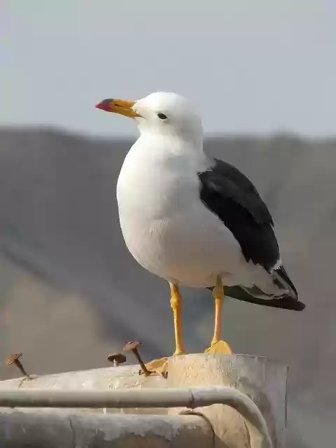 Free download Seagull Birds -  free photo or picture to be edited with GIMP online image editor