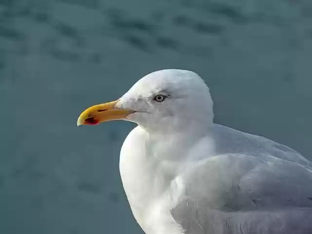 Free download Seagull Bird Sea -  free photo or picture to be edited with GIMP online image editor