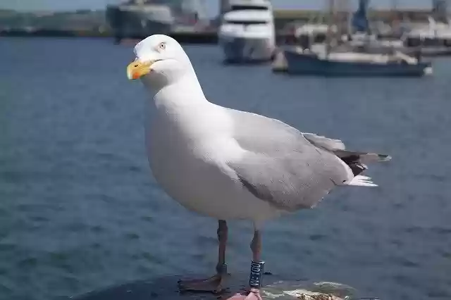 Free download Seagull Bird Seashore -  free photo or picture to be edited with GIMP online image editor