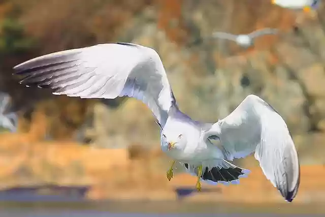 Free download seagull birds i wing feather free picture to be edited with GIMP free online image editor