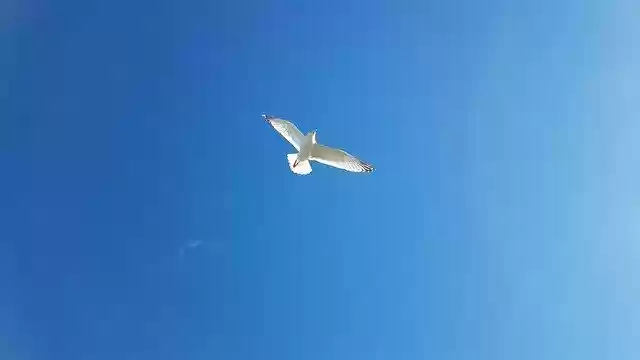 Free download Seagull Birds Sky -  free photo or picture to be edited with GIMP online image editor