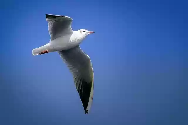 Free download Seagull Bird Wing -  free free photo or picture to be edited with GIMP online image editor