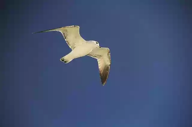 Free download Seagull Blue Sky -  free photo or picture to be edited with GIMP online image editor