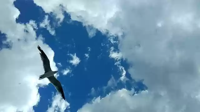 Free download Seagull Clouds Sky -  free free photo or picture to be edited with GIMP online image editor