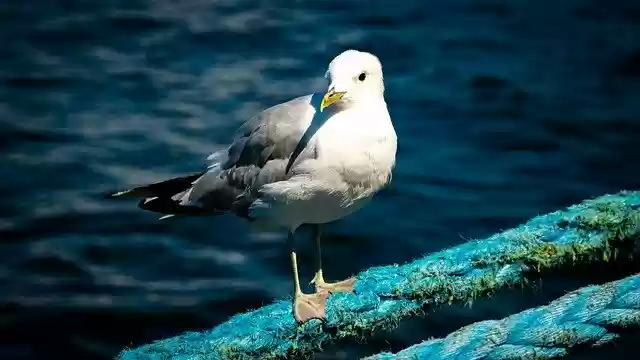 Free download Seagull Dew Rope -  free photo or picture to be edited with GIMP online image editor