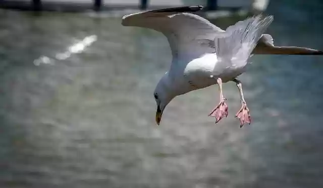 Free download seagull diving gull bird seabird free picture to be edited with GIMP free online image editor