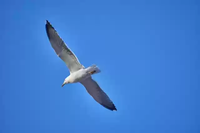Free download Seagull Feathers Pen -  free photo or picture to be edited with GIMP online image editor