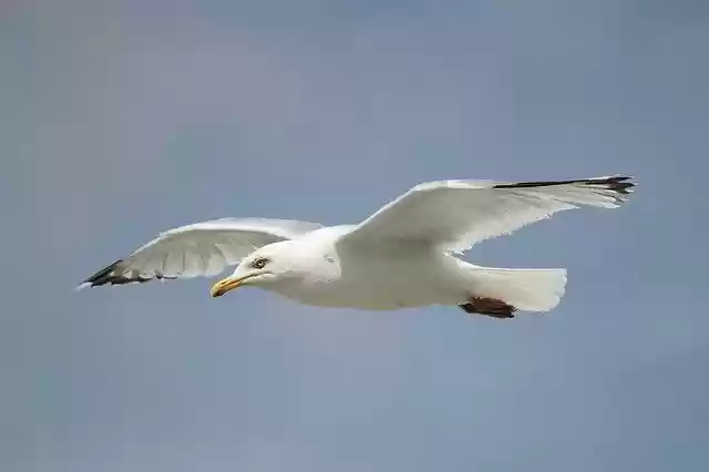 Free download Seagull Flying Flight -  free photo or picture to be edited with GIMP online image editor