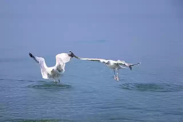 Free download Seagull Gulls Bird -  free photo or picture to be edited with GIMP online image editor