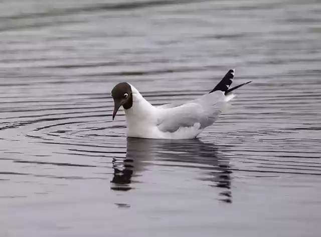 Free download seagull lake wild bird free picture to be edited with GIMP free online image editor