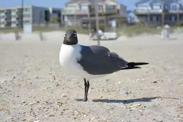 Free download seagull laughing gull crystal coast free picture to be edited with GIMP free online image editor