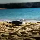 Seagull lying on the sand  screen for extension Chrome web store in OffiDocs Chromium