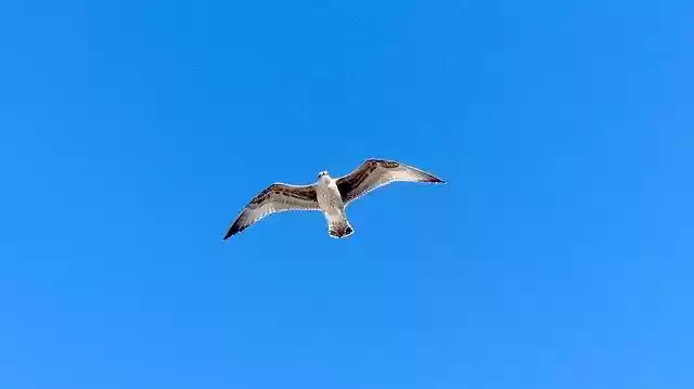 Free download Seagull North Sea Bird Water -  free photo or picture to be edited with GIMP online image editor