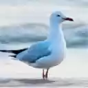 Seagull On Beach  screen for extension Chrome web store in OffiDocs Chromium