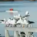 Seagull on Railing  screen for extension Chrome web store in OffiDocs Chromium