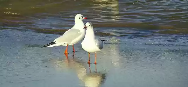 Descărcați gratuit șablonul foto gratuit Seagulls Beach Coast pentru a fi editat cu editorul de imagini online GIMP
