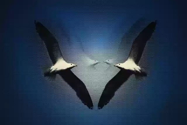 Free download Seagulls Birds Animals -  free illustration to be edited with GIMP free online image editor