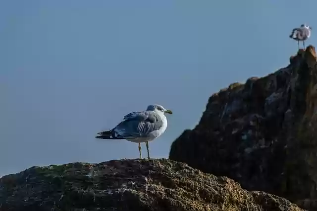 Free download seagulls birds stone animals free picture to be edited with GIMP free online image editor
