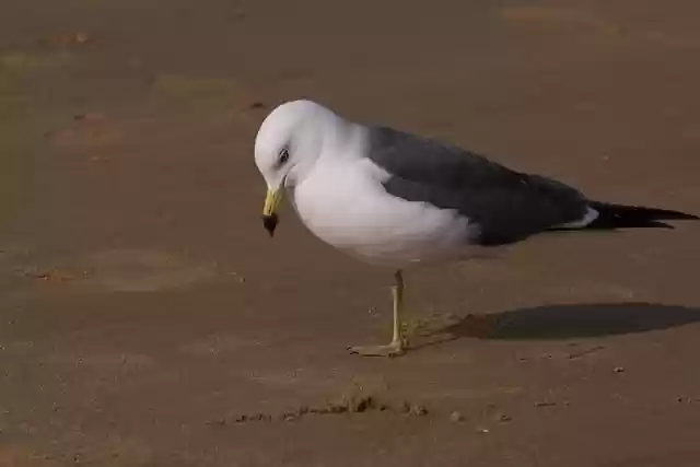 Free download seagull sea bird beach ocean free picture to be edited with GIMP free online image editor