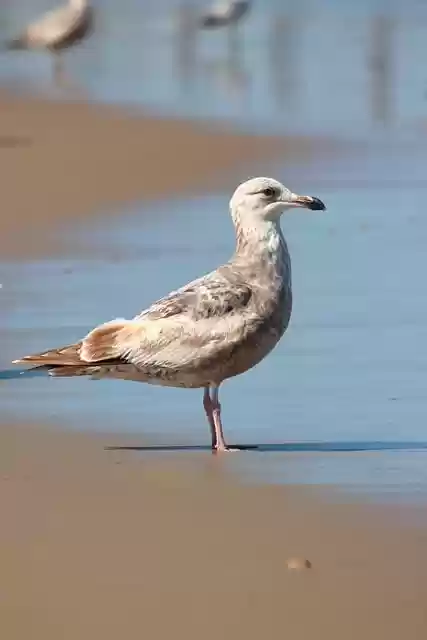 Free download seagull sea bird beach sand tide free picture to be edited with GIMP free online image editor
