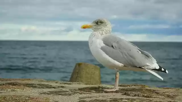 Free download seagull sea bird nature baltic sea free picture to be edited with GIMP free online image editor