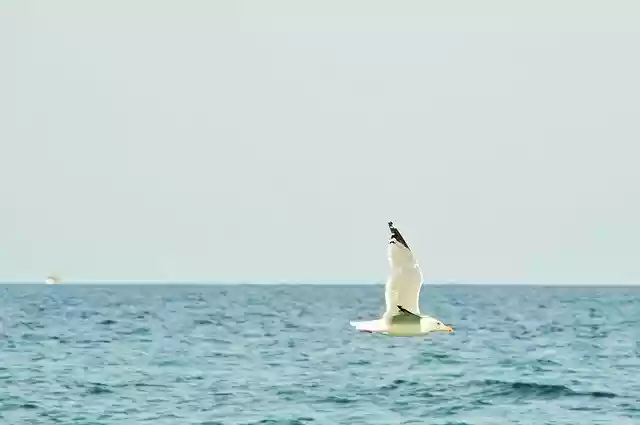Free download Seagull Sea New -  free photo or picture to be edited with GIMP online image editor